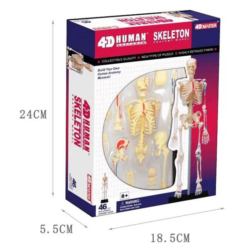 Medical Lab And Science - 4D ماستر الهيكل العظمي البشري تشريح