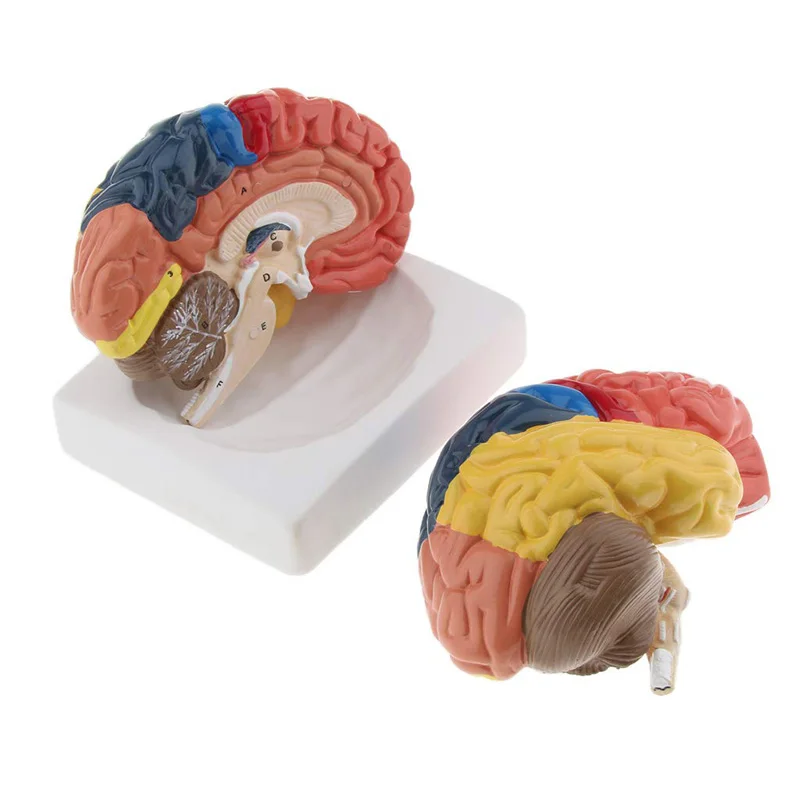 نموذج طبي تشريح مجسم لشكل مخ ب - مراجعة Medical Lab And Science وسعره