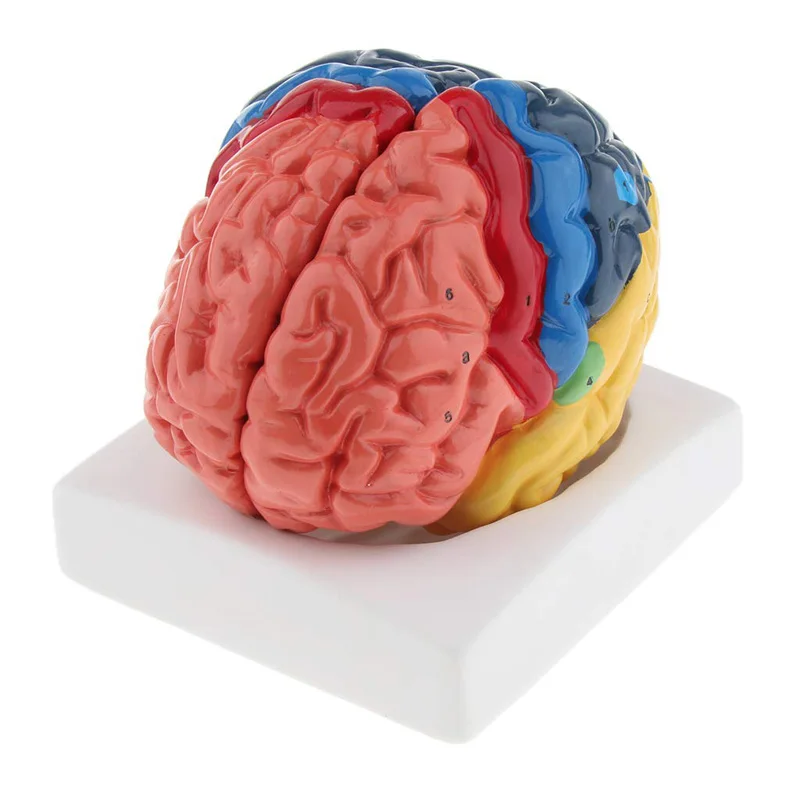 نموذج طبي تشريح مجسم لشكل مخ ب - مراجعة Medical Lab And Science وسعره
