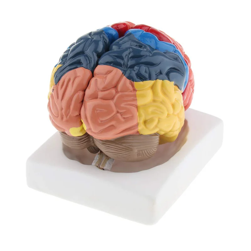 نموذج طبي تشريح مجسم لشكل مخ ب - مراجعة Medical Lab And Science وسعره