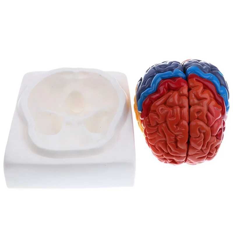 نموذج طبي تشريح مجسم لشكل مخ ب - مراجعة Medical Lab And Science وسعره