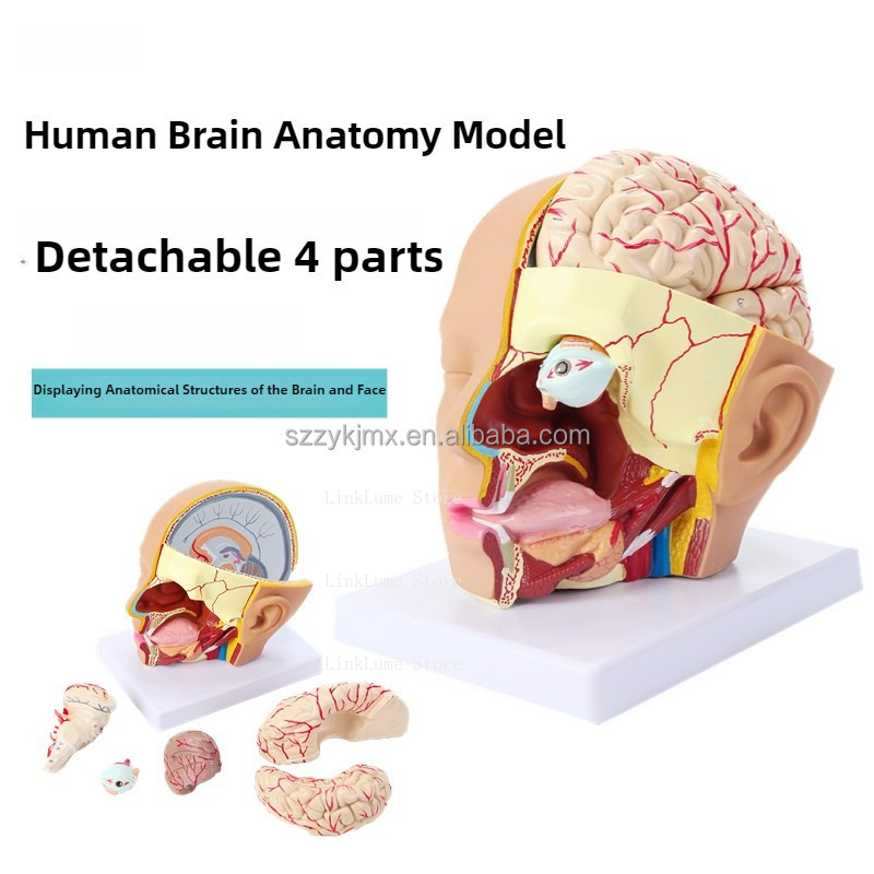 نموذج تشريحي لرأس الإنسان للمو - مراجعة Medical Lab And Science وسعره