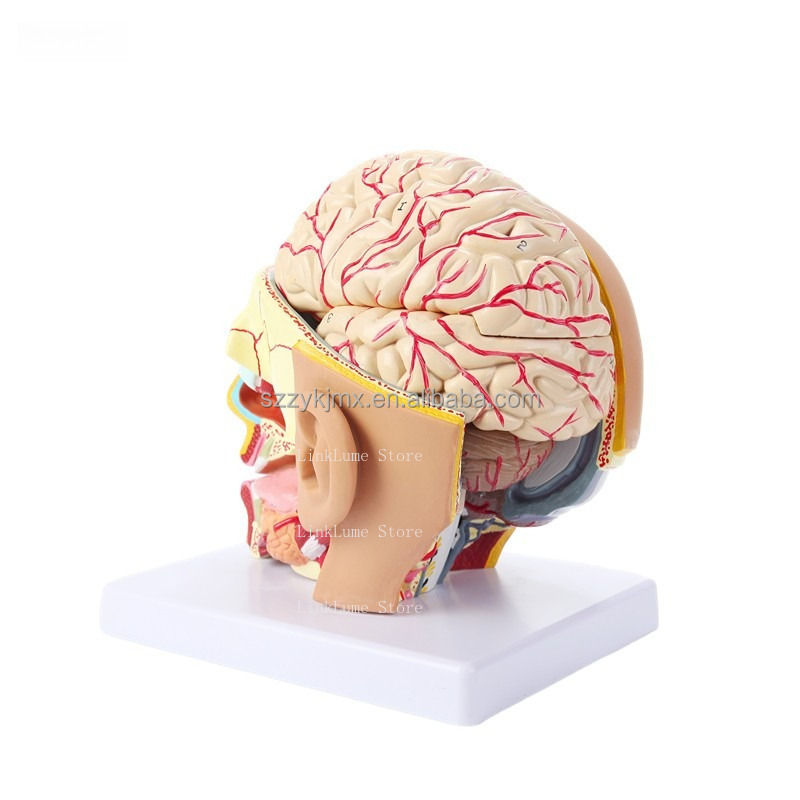 نموذج تشريحي لرأس الإنسان للمو - مراجعة Medical Lab And Science وسعره