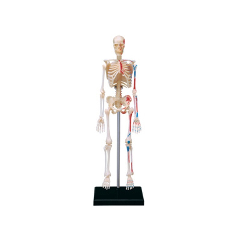 4D ماستر الهيكل العظمي البشري  - مراجعة Medical Lab And Science وسعره