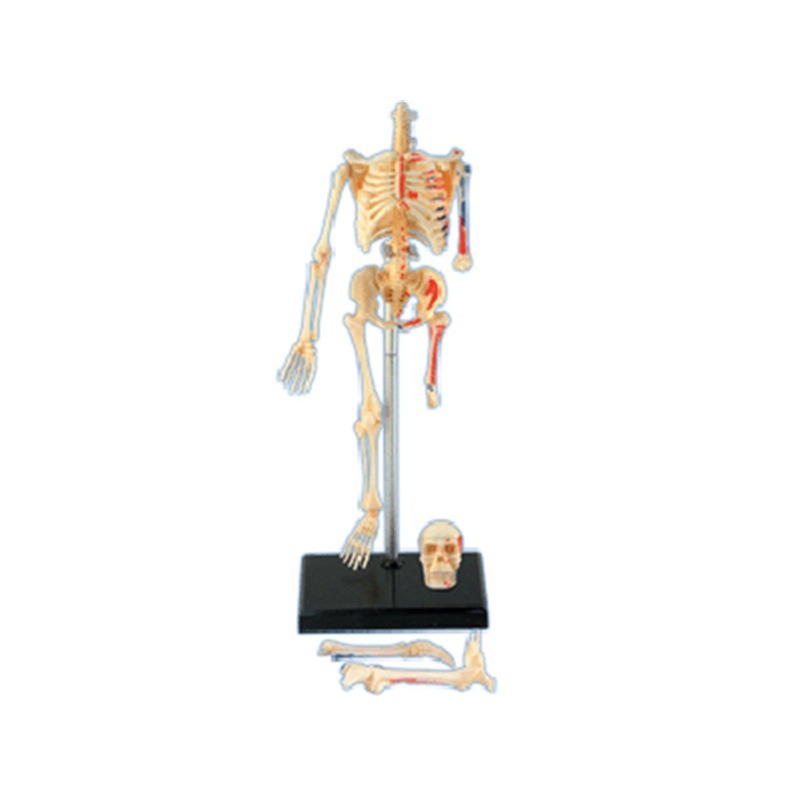 4D ماستر الهيكل العظمي البشري  - مراجعة Medical Lab And Science وسعره