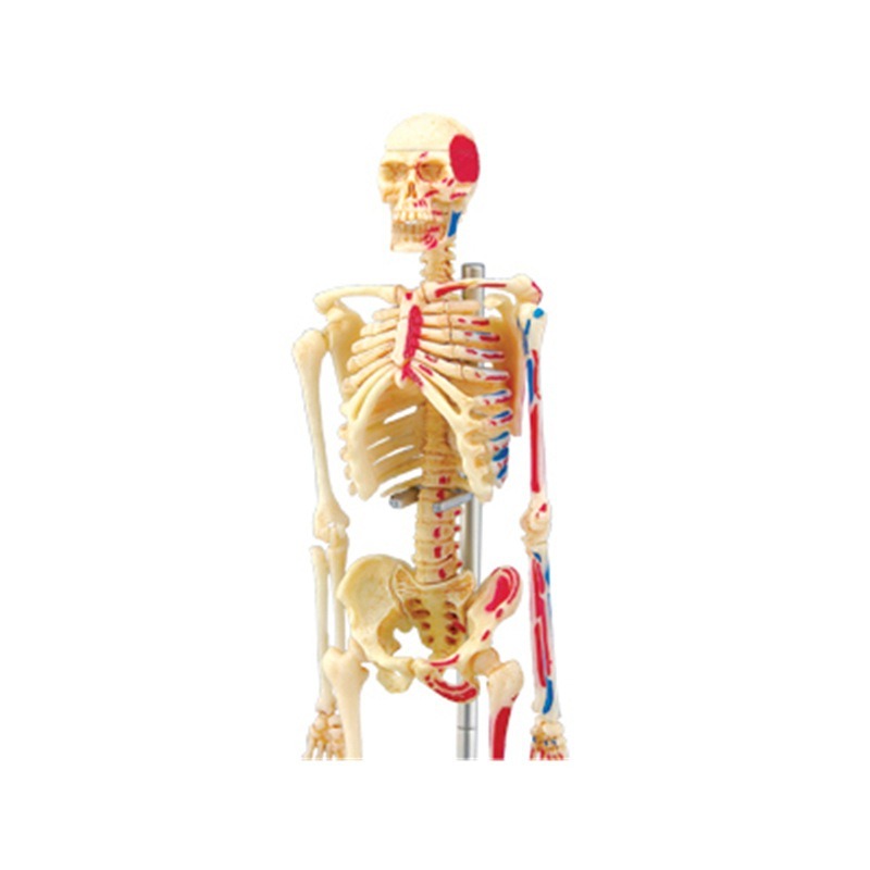 4D ماستر الهيكل العظمي البشري  - مراجعة Medical Lab And Science وسعره